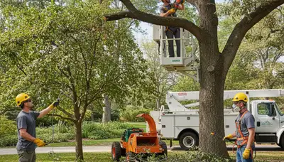 Austin, TX arborist treating tree disease for oak wilt and fungal infection prevention