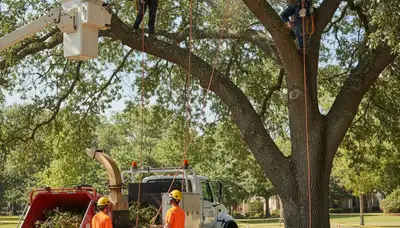 Austin, TX tree pruning by Arbor Tree Care for safer, healthier trees on residential property