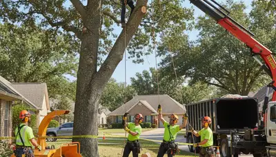 Austin, TX arborists removing a hazardous tree for safe residential tree removal service