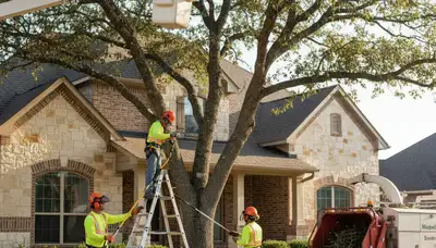 Tree service crew in Austin, TX trimming and removing trees for safe, professional property care