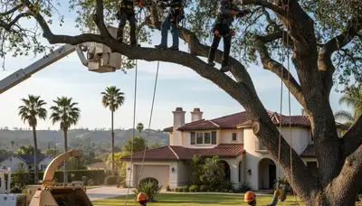 Austin, TX tree service crew trimming trees for residential property care