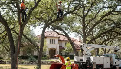 Austin, TX tree service crew for tree trimming, pruning, and removal at a local property
