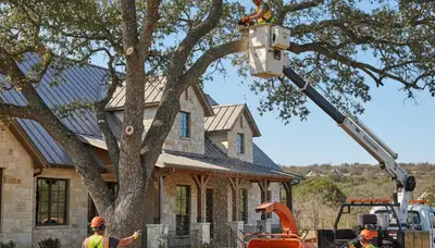 Austin, TX tree service crew providing professional tree trimming and removal for local properties