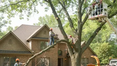 Tree service crew in Austin, TX performing professional tree trimming and removal maintenance