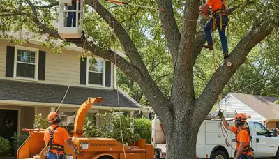 Austin, TX tree trimming service by Arbor Tree Care for tree health and curb appeal