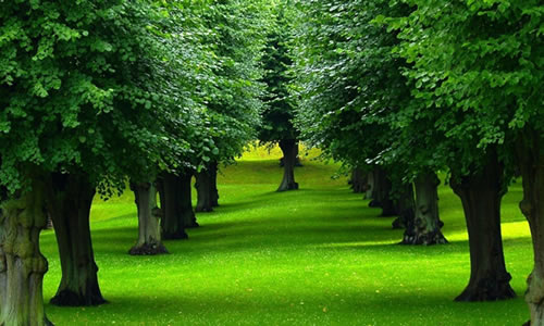 Tree Service Austin Tx T Removal Arbor Care Arbor Tree Care Is Your Complete Landscaping And Service Austin Tx Provider Tackling All The Needs Which Help Make Home Uniquely